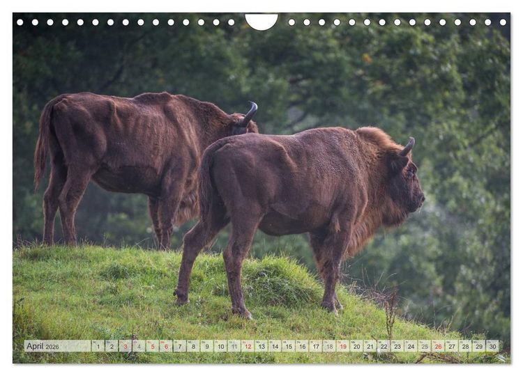 Produktbild: Emotionale Momente: Der Wisent. (Wandkalender 2026 DIN A4 quer), CALVENDO Monatskalender