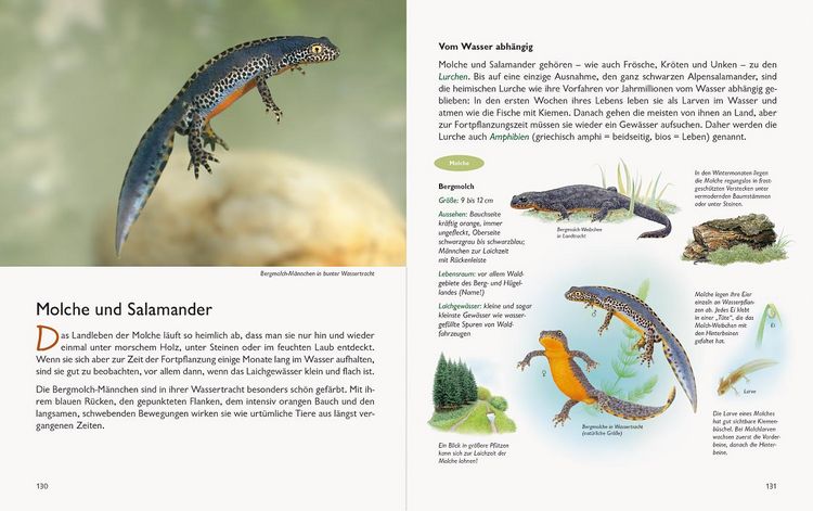 Produktbild: Wawra's Naturbuch &ndash; Unserer Natur auf der Spur, Bd. 1: S&auml;ugetiere, V&ouml;gel, Reptilien, Amphibien
