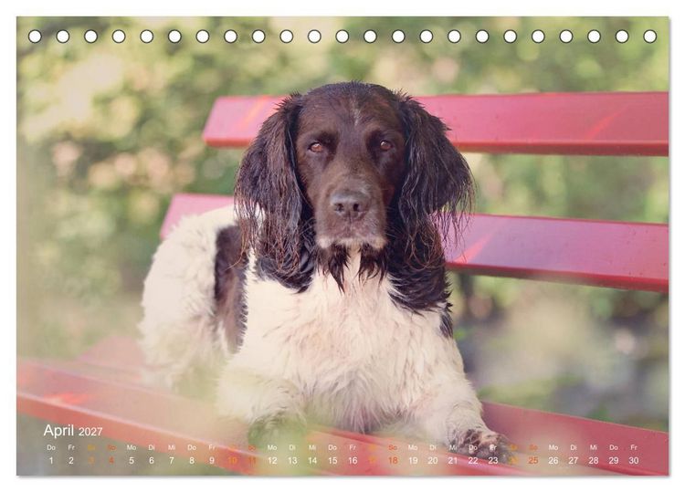 Produktbild: Faszination Jagdhund - Kleiner M&uuml;nsterl&auml;nder (Tischkalender 2027 DIN A5 quer), CALVENDO Monatskalender