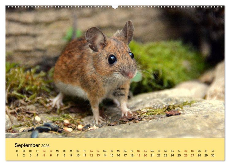 Produktbild: ... hier kommt die Maus ... (hochwertiger Premium Wandkalender 2026 DIN A2 quer), Kunstdruck in Hochglanz