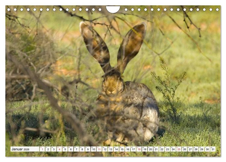 Produktbild: Kaninchen und Hasen (Wandkalender 2026 DIN A4 quer), CALVENDO Monatskalender