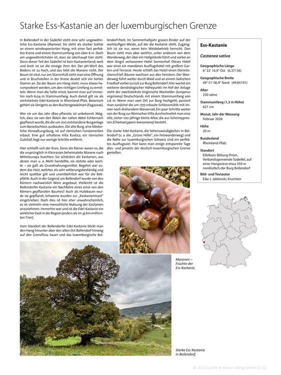 Produktbild: Charakter-B&auml;ume 2027