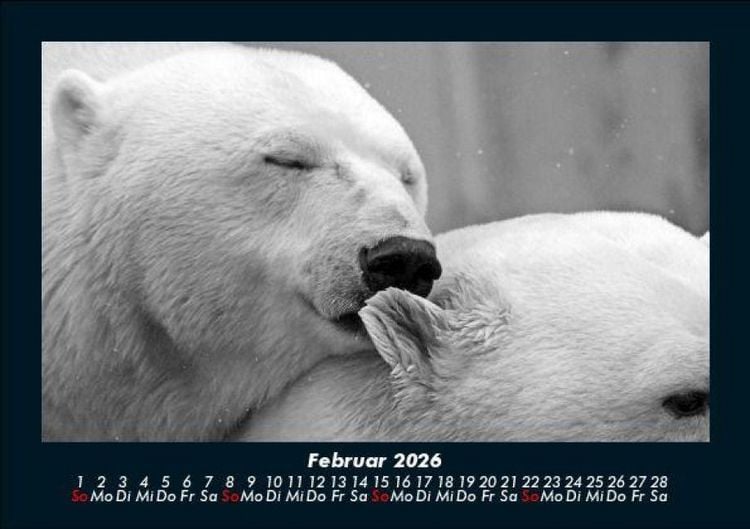 Produktbild: Eisb&auml;ren 2026 Fotokalender DIN A5