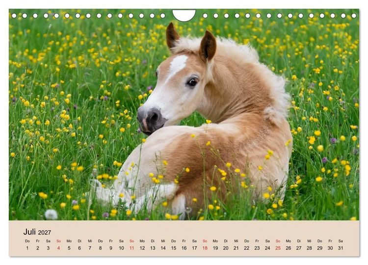 Produktbild: Haflinger Fohlen (Wandkalender 2027 DIN A4 quer), CALVENDO Monatskalender