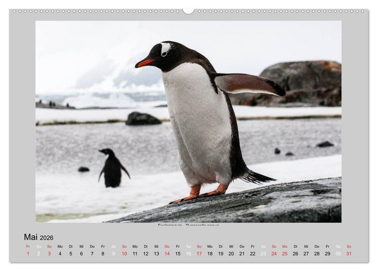Produktbild: Tierleben in der Antarktis (Wandkalender 2026 DIN A2 quer), CALVENDO Monatskalender