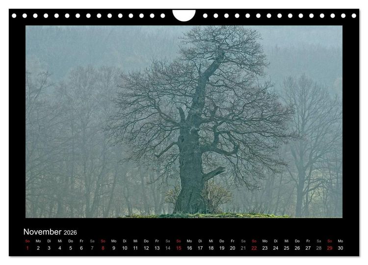 Produktbild: M&auml;rchenhafter Reinhardswald und Urwald Sababurg (Wandkalender 2026 DIN A4 quer), CALVENDO Monatskalender