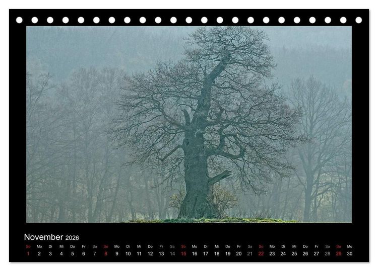 Produktbild: M&auml;rchenhafter Reinhardswald und Urwald Sababurg (Tischkalender 2026 DIN A5 quer), CALVENDO Monatskalender