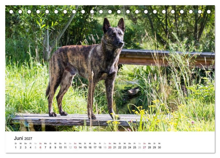 Produktbild: ausdrucksvolle Holl&auml;ndische Sch&auml;ferhunde (Tischkalender 2027 DIN A5 quer), CALVENDO Monatskalender