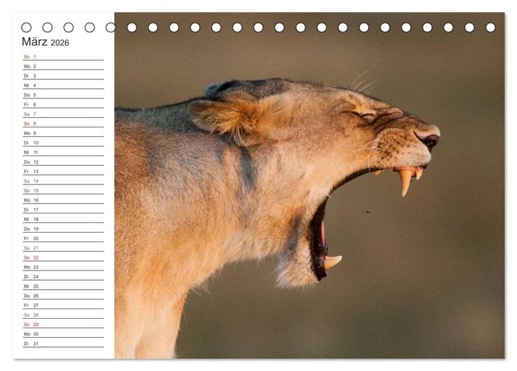 Produktbild: Emotionale Momente: Mein wildes Afrika (Tischkalender 2026 DIN A5 quer), CALVENDO Monatskalender