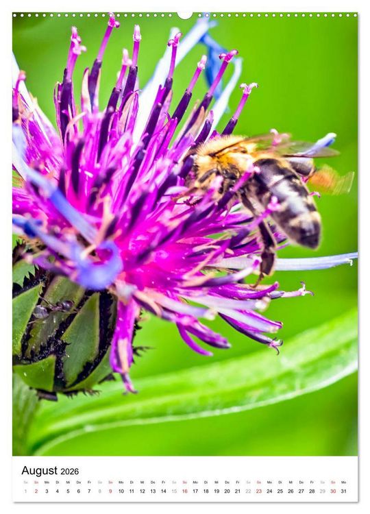Produktbild: BIENEN - Kleine N&uuml;tzlinge ganz nah (hochwertiger Premium Wandkalender 2026 DIN A2 hoch), Kunstdruck in Hochglanz