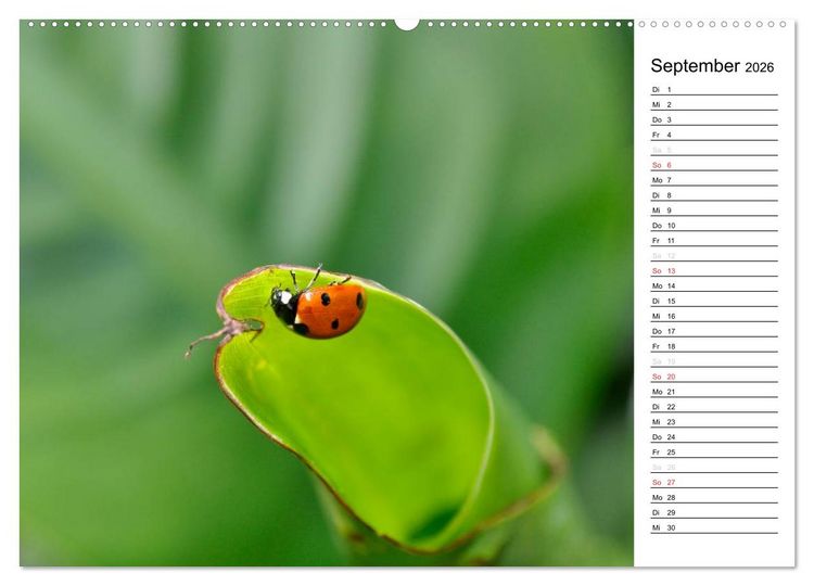 Produktbild: Marienk&auml;fer 2026 (Wandkalender 2026 DIN A2 quer), CALVENDO Monatskalender