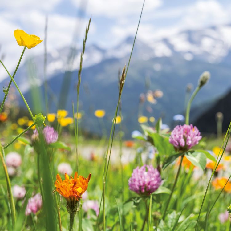 Produktbild: Blumen / Flowers 2027