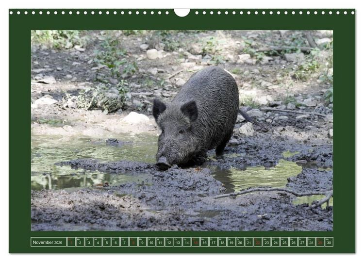 Produktbild: Schweinkram - Die Wildschweine sind los (Wandkalender 2026 DIN A3 quer), CALVENDO Monatskalender