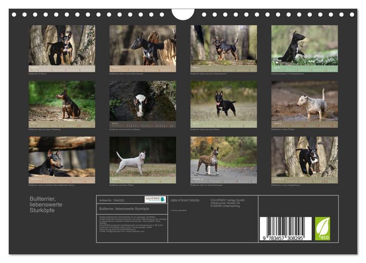 Produktbild: Bullterrier, liebenswerte Sturk&ouml;pfe (Wandkalender 2026 DIN A4 quer), CALVENDO Monatskalender