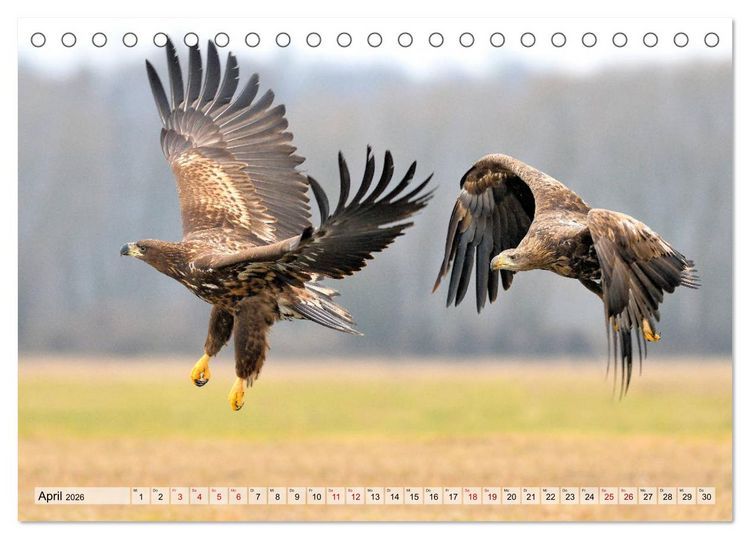 Produktbild: Majest&auml;tische Seeadler (Tischkalender 2026 DIN A5 quer), CALVENDO Monatskalender