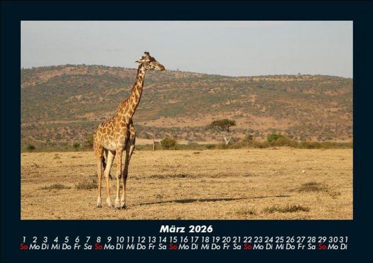 Produktbild: Giraffen 2026 Fotokalender DIN A5