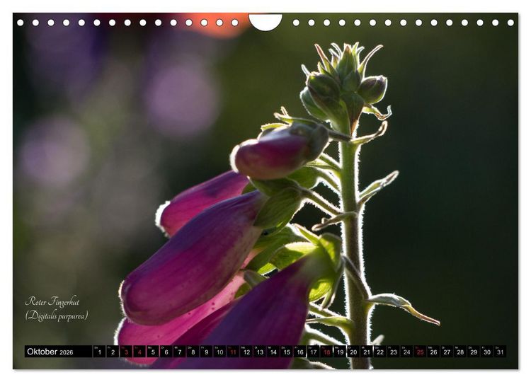 Produktbild: Zierbilder der Natur BLUMEN (Wandkalender 2026 DIN A4 quer), CALVENDO Monatskalender