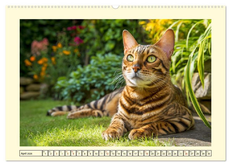 Produktbild: Toyger Katzen. Der exotische Mini-Tiger im Garten (hochwertiger Premium Wandkalender 2026 DIN A2 quer), Kunstdruck in Hochglanz