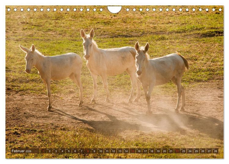 Produktbild: Liebenswerte Langohren - Die Sch&ouml;nheit der Esel (Wandkalender 2026 DIN A4 quer), CALVENDO Monatskalender
