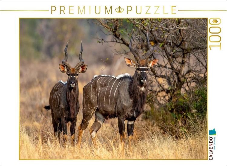 Produktbild: CALVENDO Puzzle Nyala Antilopen in der Savanne | 1000 Teile Lege-Gr&ouml;&szlig;e 64x48cm Foto-Puzzle f&uuml;r gl&uuml;ckliche Stunden