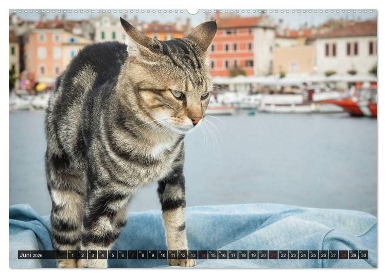 Produktbild: Die Katzen von Rovinj (hochwertiger Premium Wandkalender 2026 DIN A2 quer), Kunstdruck in Hochglanz