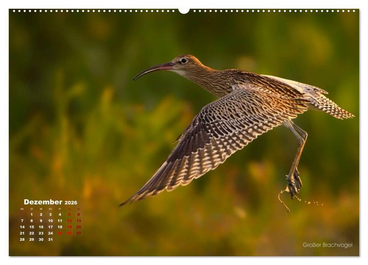 Produktbild: Wattv&ouml;gel an der Friesischen IJsselmeerk&uuml;ste (hochwertiger Premium Wandkalender 2026 DIN A2 quer), Kunstdruck in Hochglanz