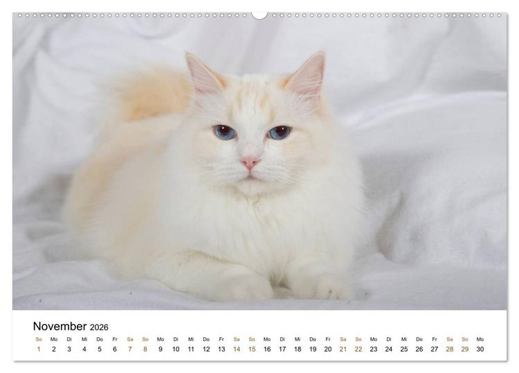 Produktbild: Ragdolls (hochwertiger Premium Wandkalender 2026 DIN A2 quer), Kunstdruck in Hochglanz