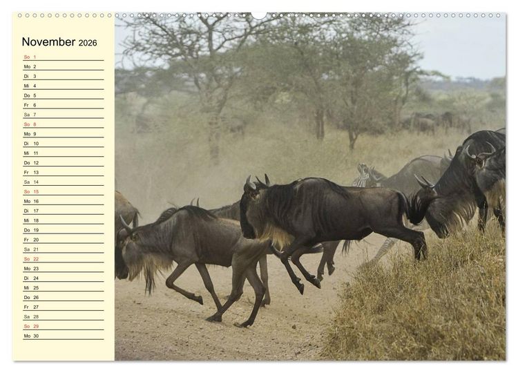 Produktbild: Afrika. Tiere in freier Wildbahn (hochwertiger Premium Wandkalender 2026 DIN A2 quer), Kunstdruck in Hochglanz