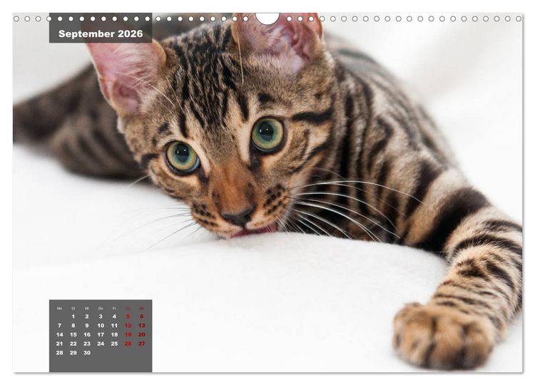 Produktbild: Bengal K&auml;tzchen (Wandkalender 2026 DIN A3 quer), CALVENDO Monatskalender