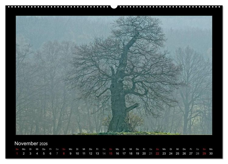 Produktbild: M&auml;rchenhafter Reinhardswald und Urwald Sababurg (Wandkalender 2026 DIN A2 quer), CALVENDO Monatskalender