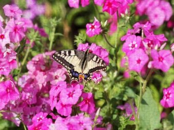 Produktbild: CALVENDO Puzzle Phlox | 2000 Teile Lege-Gr&ouml;&szlig;e 90x67cm Foto-Puzzle f&uuml;r gl&uuml;ckliche Stunden