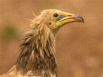 Produktbild: CALVENDO Puzzle &Auml;gyptischer Geier im Portr&auml;t | 1000 Teile Lege-Gr&ouml;&szlig;e 64x48cm Foto-Puzzle f&uuml;r gl&uuml;ckliche Stunden