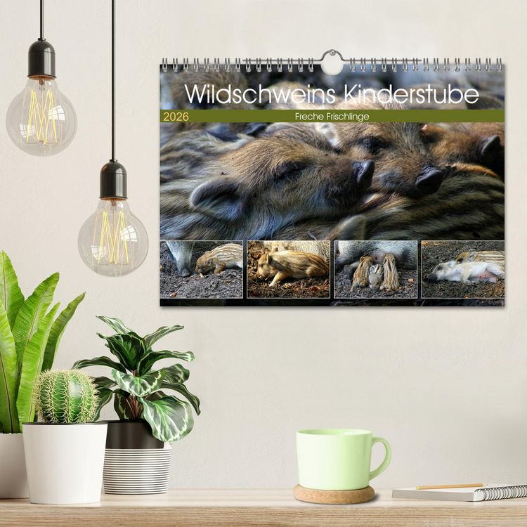 Produktbild: Wildschweins Kinderstube - Freche Frischlinge (Wandkalender 2026 DIN A4 quer), CALVENDO Monatskalender
