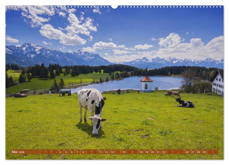 Produktbild: Allg&auml;uer Sch&ouml;nheiten Allg&auml;u - Land der K&uuml;he (Wandkalender 2026 DIN A2 quer), CALVENDO Monatskalender