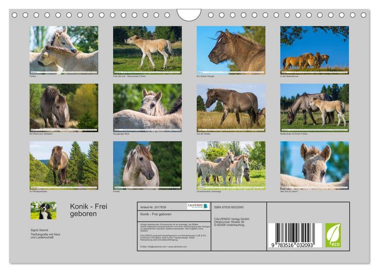 Produktbild: Konik - Frei geboren (Wandkalender 2026 DIN A4 quer), CALVENDO Monatskalender