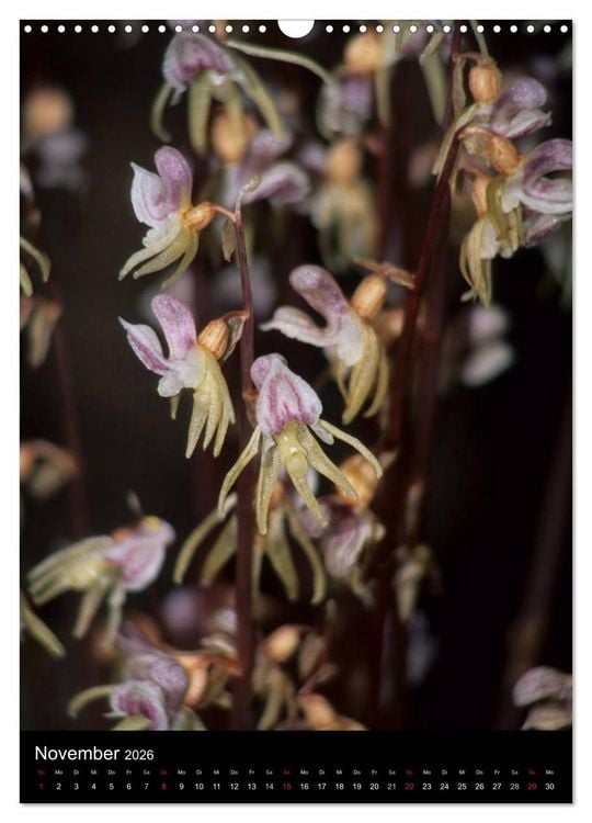 Produktbild: Wildwachsende Orchideen in Deutschland (Wandkalender 2026 DIN A3 hoch), CALVENDO Monatskalender