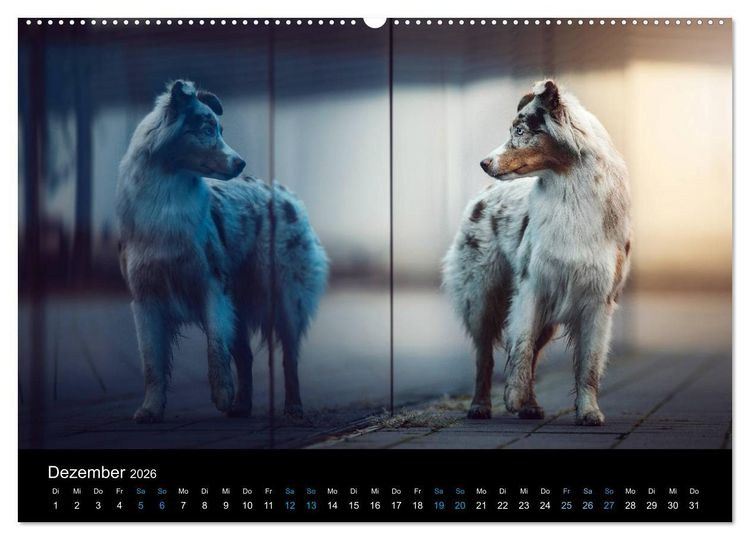 Produktbild: Australian Shepherd - Vielfalt in einer Rasse (Wandkalender 2026 DIN A2 quer), CALVENDO Monatskalender