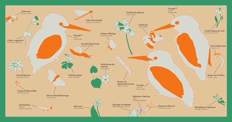 Produktbild: Kleine Vogel-Wunderkammer