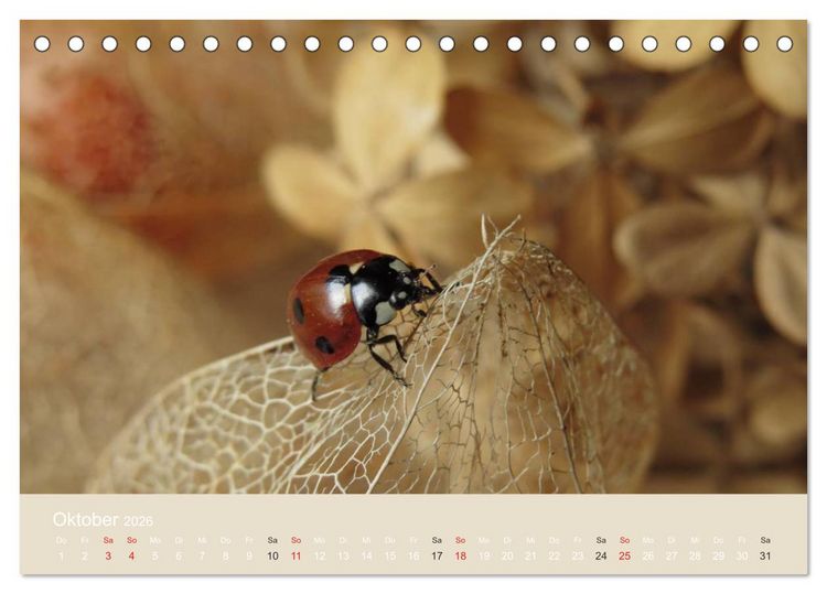 Produktbild: Kleine Gl&uuml;cksk&auml;fer (Tischkalender 2026 DIN A5 quer), CALVENDO Monatskalender