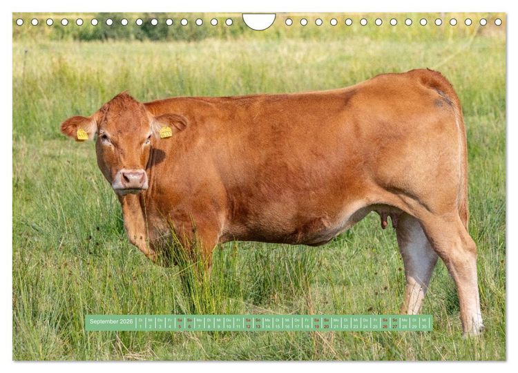 Produktbild: Wolfsburg - einfach tierisch (Wandkalender 2026 DIN A4 quer), CALVENDO Monatskalender