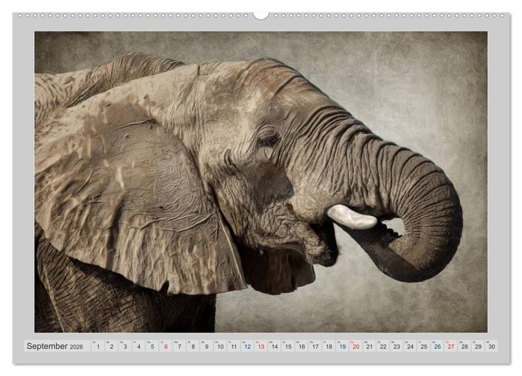 Produktbild: Elefanten - Portraits der besonderen Art (Wandkalender 2026 DIN A2 quer), CALVENDO Monatskalender