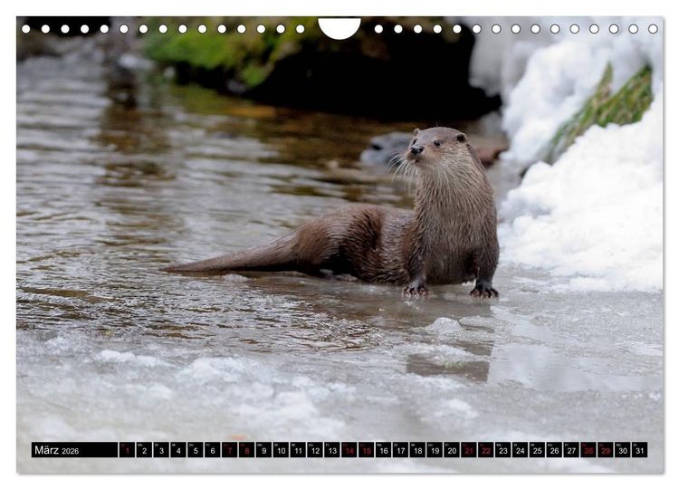 Produktbild: Fischotter, flinke J&auml;ger (Wandkalender 2026 DIN A4 quer), CALVENDO Monatskalender