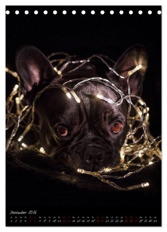Produktbild: Hunde-Augen-Blicke (Tischkalender 2026 DIN A5 hoch), CALVENDO Monatskalender
