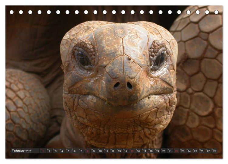 Produktbild: Wilde Fauna - Reptilien (Tischkalender 2026 DIN A5 quer), CALVENDO Monatskalender
