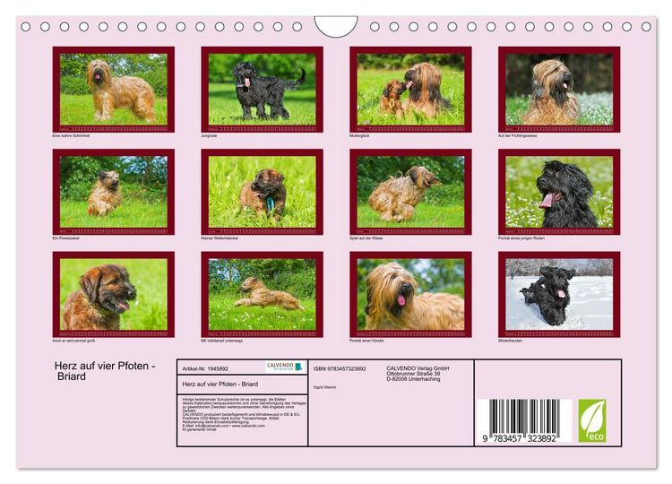 Produktbild: Herz auf vier Pfoten - Briard (Wandkalender 2026 DIN A4 quer), CALVENDO Monatskalender