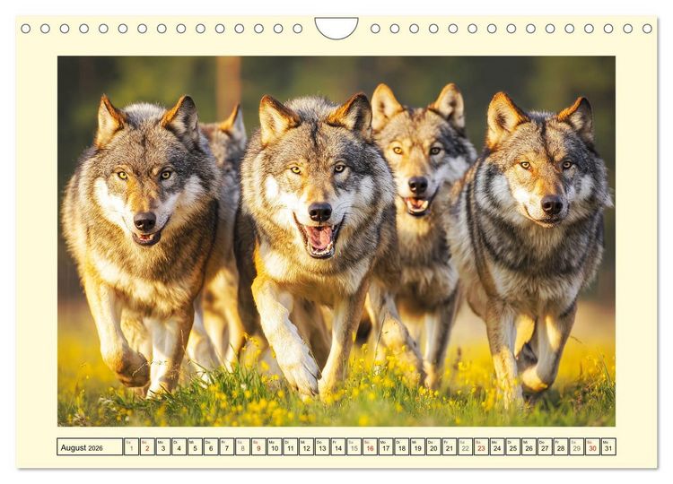 Produktbild: Herzschlag der Wildnis. W&ouml;lfe zwischen Legende, Freiheit und Anmut (Wandkalender 2026 DIN A4 quer), CALVENDO Monatskalender