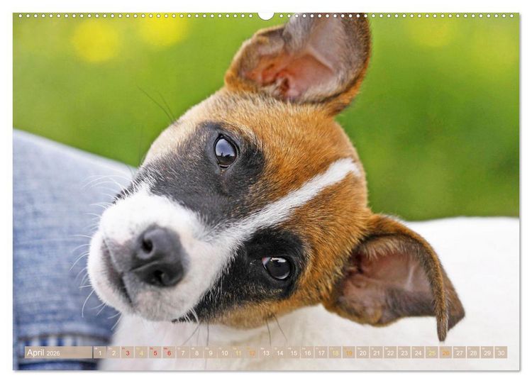 Produktbild: Jack Russell Terrier: flink und verspielt (Wandkalender 2026 DIN A2 quer), CALVENDO Monatskalender