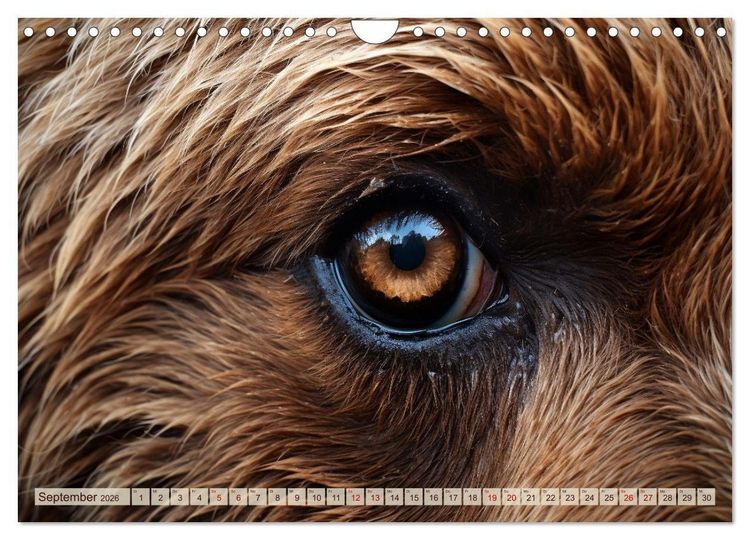 Produktbild: Schau mir ins Auge (Wandkalender 2026 DIN A4 quer), CALVENDO Monatskalender