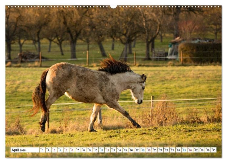 Produktbild: Durch das Jahr mit dem Connemara Pony Holly (hochwertiger Premium Wandkalender 2026 DIN A2 quer), Kunstdruck in Hochglanz