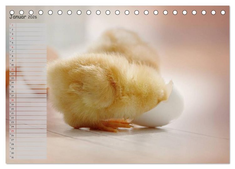 Produktbild: Tierisches aus der K&uuml;ken-Welt (Tischkalender 2026 DIN A5 quer), CALVENDO Monatskalender